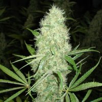 (Bild für) Jazz Plant