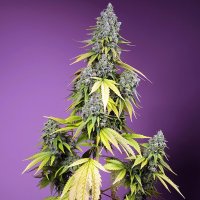 (Bild für) Jet Fuel Mandarine XL Auto fem