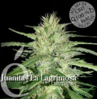 (Bild für) Juanita La Lagrimosa CBD female