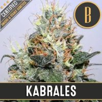 (Bild für) Kabrales feminized