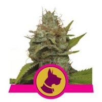 (Bild für) Kali Dog feminized