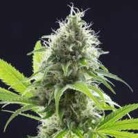 (Bild für) Kama Kush CBD female