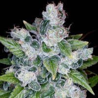 (Bild für) Kandy Kush fem
