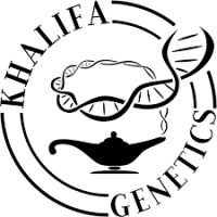 (Bild für) Khalifa Hanfsamen