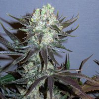 (Bild für) Killer Glue 6 female