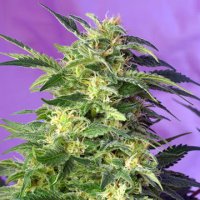 (Bild für) Killer Kush Auto fem