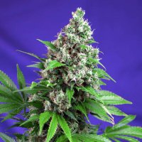 (Bild für) Killer Kush F1 Fast Version fem