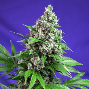 (Bild für) Killer Kush F1 Fast Version fem