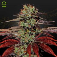 (Bild für) Kings Kush Auto female