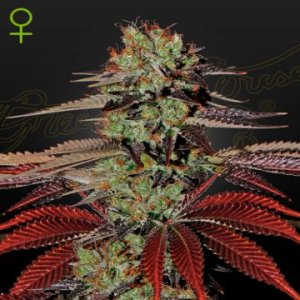(Bild für) Kings Kush Auto female