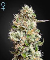 (Bild für) Kings Kush CBD Auto female