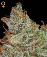 (Bild für) Kings Kush female