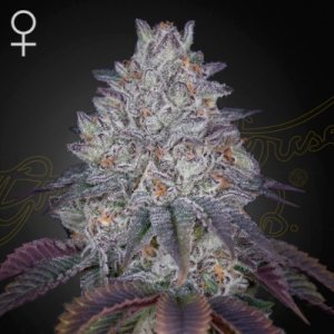 (Bild für) King\'s Tart female