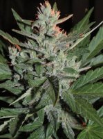 (Bild für) K.O. Crop Auto fem