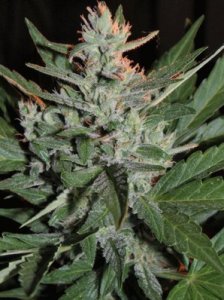 (Bild für) K.O. Crop Auto fem
