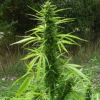 (Bild für) Kompolti Cannabis sativa CBD