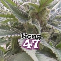 (Bild für) Kong 47 female