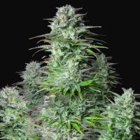 (Bild für) Kosher Cake Auto fem