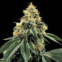 (Bild für) Kosher Dawg