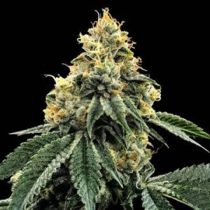 (Bild für) Kosher Dawg