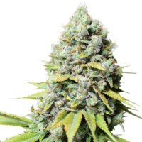 (Bild für) Kosher Haze