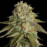 (Bild für) Kosher Kush fem