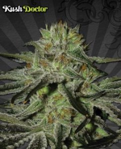 (Bild für) Kush Doctor Auto female