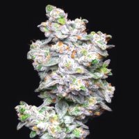 (Bild für) Kush Mints 5 fem