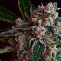 (Bild für) LA Kosher Kush