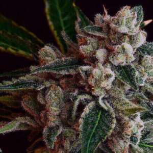 (Bild für) LA Kosher Kush