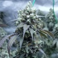 (Bild für) L.A. Peyote Kush female