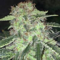 (Bild für) La SAGE CBD