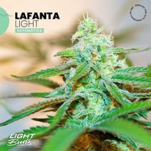 (Bild für) Lafanta Light Auto CBD