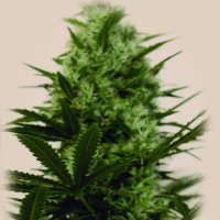 (Bild für) Langui Kush fem