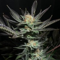 (Bild für) Lavender OG