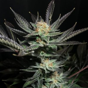 (Bild für) Lavender OG