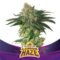(Bild für) Lebron Haze
