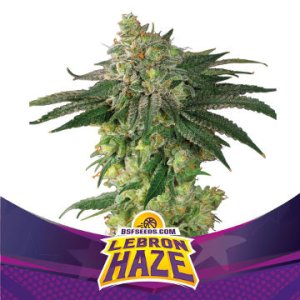 (Bild für) Lebron Haze