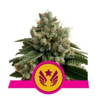 (Bild für) Legendary Punch feminized