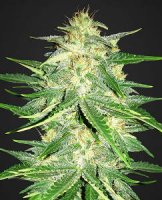 (Bild für) Lemon AK Auto fem