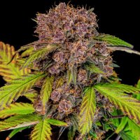 (Bild für) Lemon Cherry Cookies Auto fem