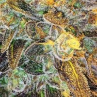 (Bild für) Lemon Diesel 5 fem