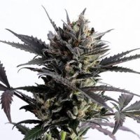 (Bild für) Lemon Haze Auto female
