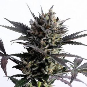 (Bild für) Lemon Haze Auto female
