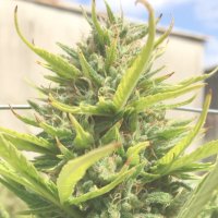 (Bild für) Lemon Haze Autoflower fem