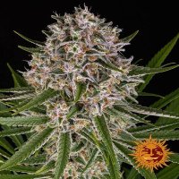 (Bild für) Lemon Haze [Auto]
