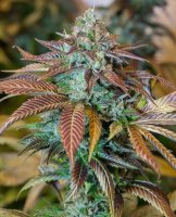 (Bild für) Lemon Kush Headband