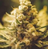 (Bild für) Lemon Kush female