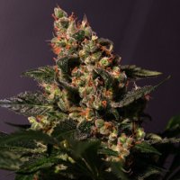 (Bild für) Lemon Larry OG