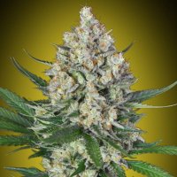 (Bild für) Lemon OG fem